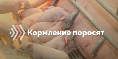 Кормление поросят от рождения до периода откорма