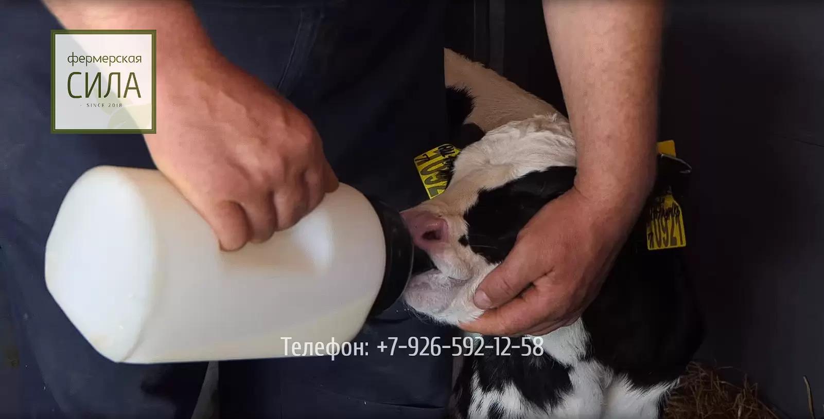 Современные технологии выращивания молодняка — «СПК Колхоз имени Куйбышева»