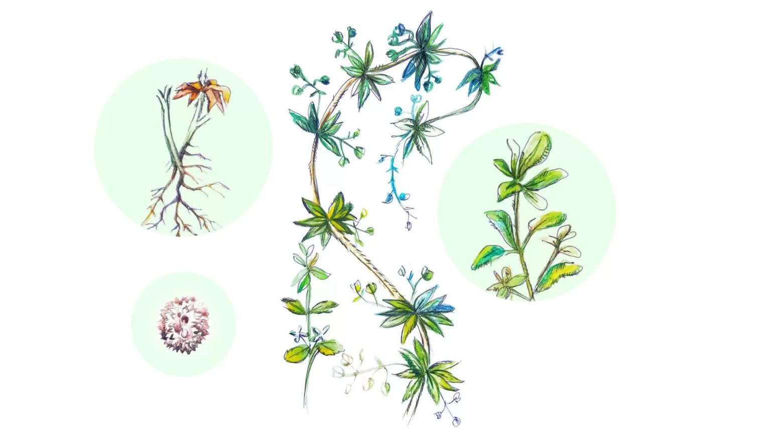 Подмаренник цепкий