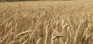 СИЛАЧ - сорт яровой мягкой пшеницы ФГБНУ "Челябинский НИИСХ"