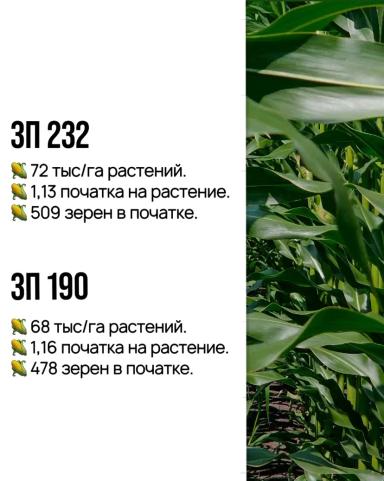 Отечественная кукуруза: промежуточные результаты.