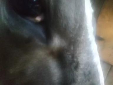 Причины нароста в уголке глаза коровы