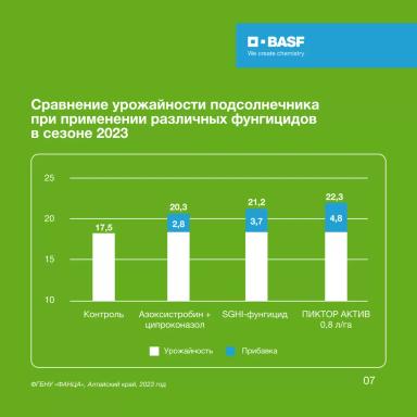 Склеротиниоз – опасный враг подсолнечника 🌻