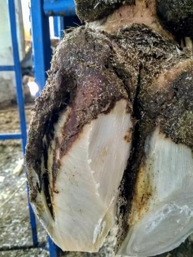 Болезнь белой линии (травма белой линии)