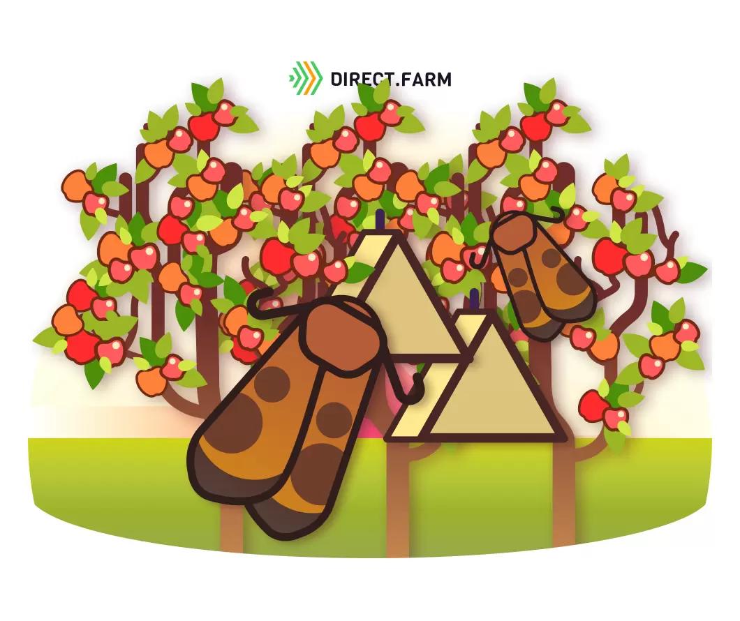 Борьба с яблонной плодожоркой с использованием синтетических половых феромонов