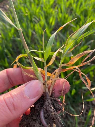 Злаковые мухи – осенние вредители озимой пшеницы. Как они нас незаметно объедают