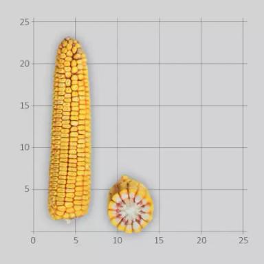 ЛГ 30315 гибрид подсолнечника Лимагрейн