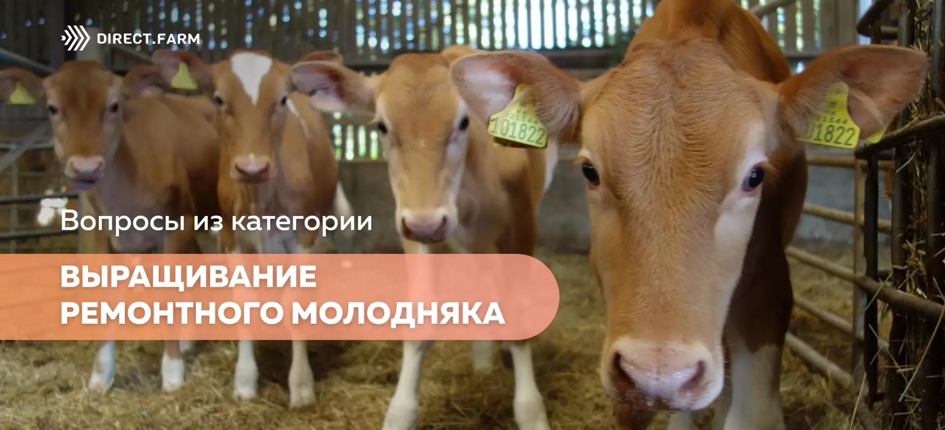 Помощь животновода: выращивание ремонтного молодняка КРС
