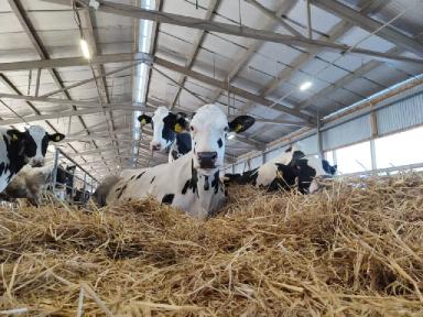 " Тепловой стресс коров 🐄 "