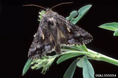 Совка-гамма