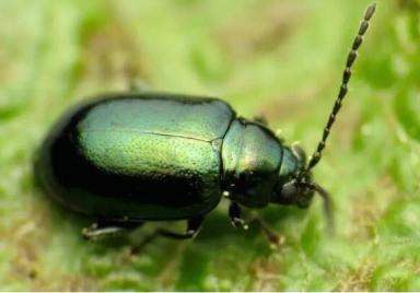 Phyllotreta cruciferae (Goeze) Блошка крестоцветная южная