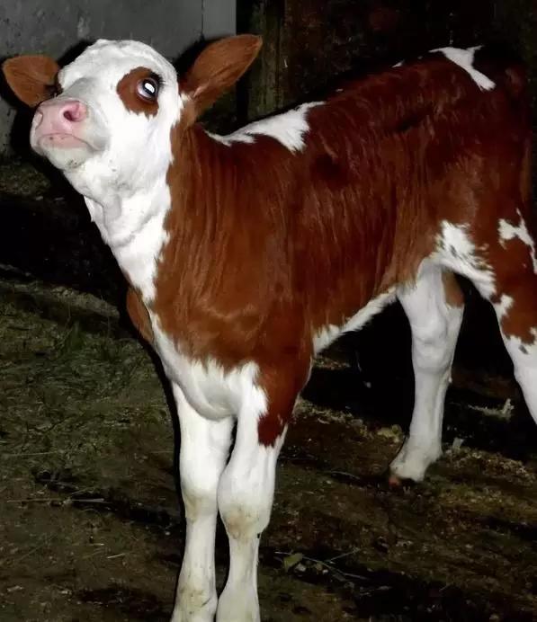 Вопросы из чатов: почему телята падают в обморок?