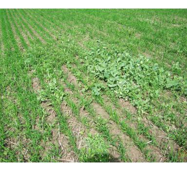 Эксперимент. Севооборот с яровым рапсом в Западной