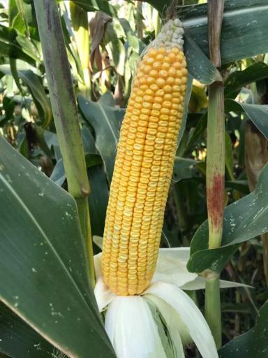 Воронежский 279 СВ