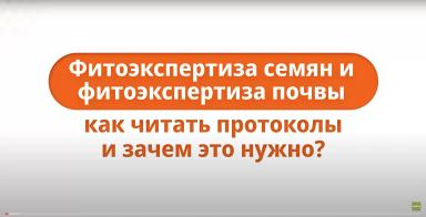 Фитоэкспертиза семян и фитоэкспертиза почвы