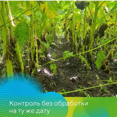 Подсолнечник и рапс под надежной защитой