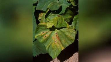 Медь в растениях и почве