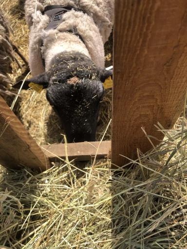 Что это может быть?