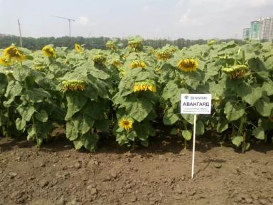 Авангард гибрид подсолнечника