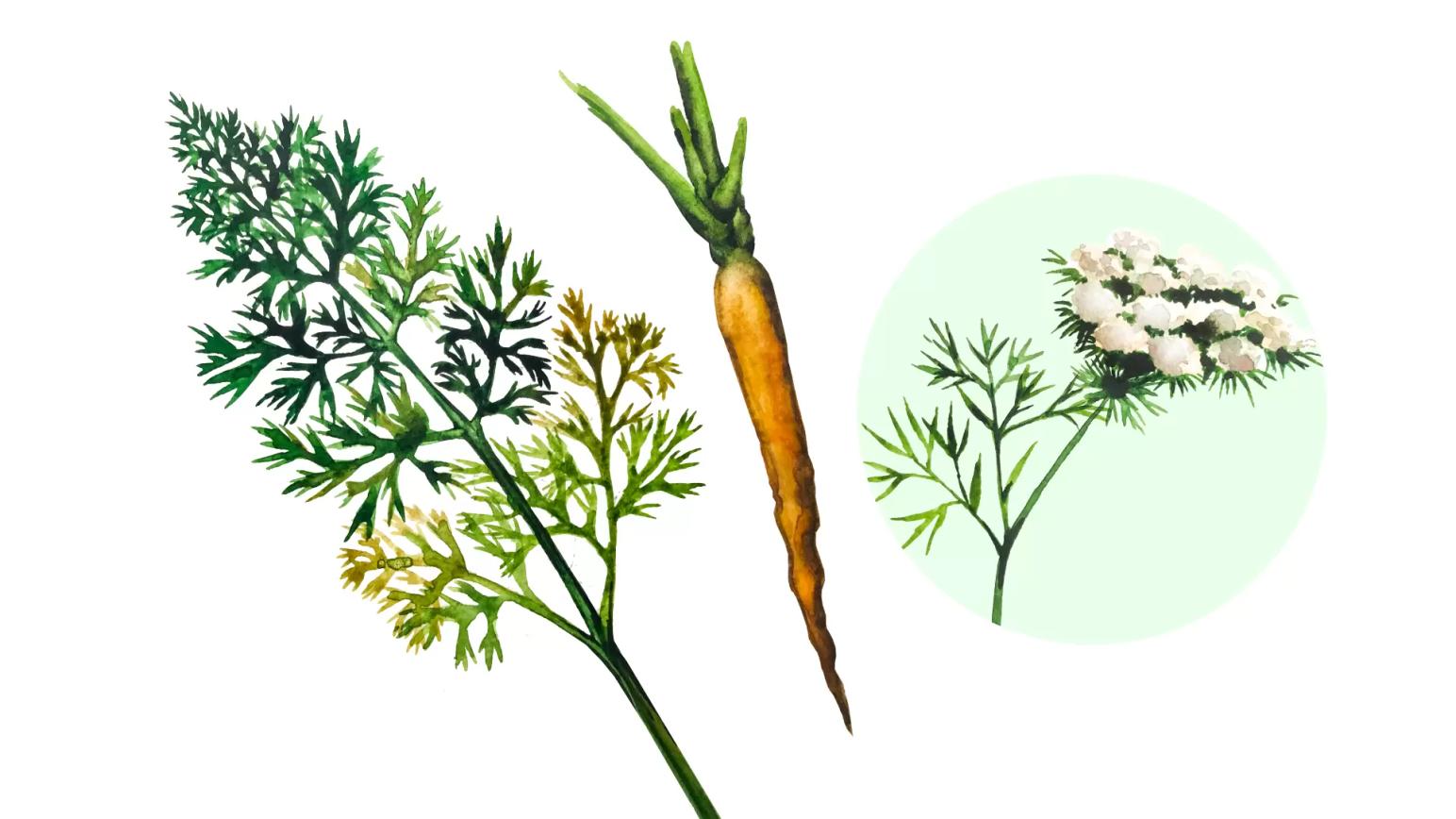 Морковь дикая