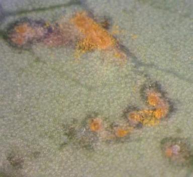 Ржавчина листьев голубики