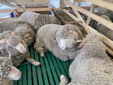 Джалгинский меринос - порода овец