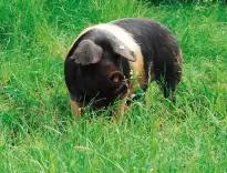 Кршкопольская порода свиней