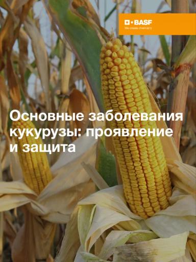 Больше кукурузы в севообороте — выше прессинг болезней 🫣
