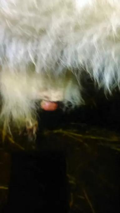 Вопросы из чатов: что делать, если у теленка не заживает пупочная ранка?