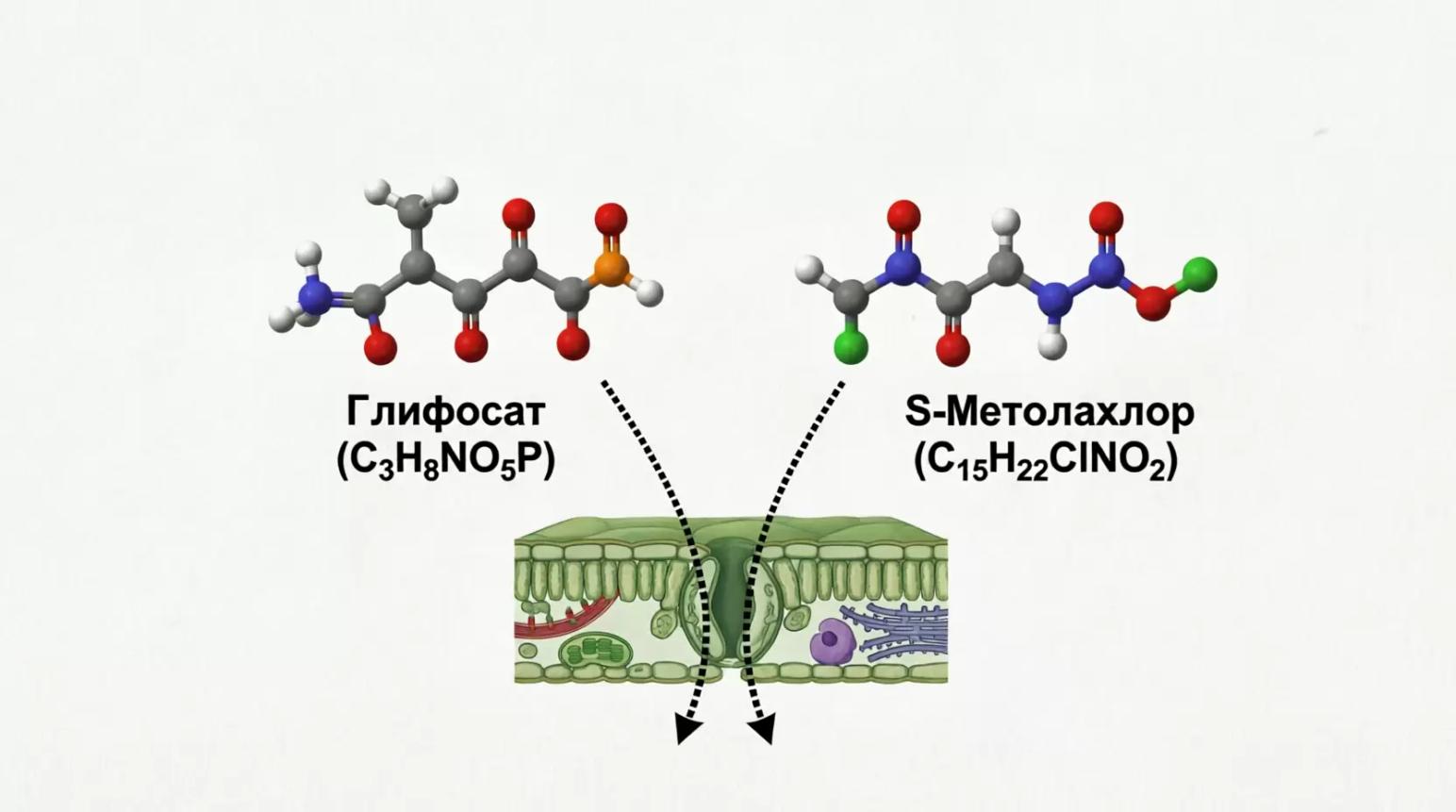 Глифосат (C3H8NO5P) +  S-Метолахлор (C15H22ClNO2)