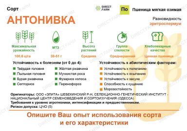 Антонивка ® сорт мягкой яровой пшеницы