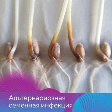 Подготовка зерновых к посевной