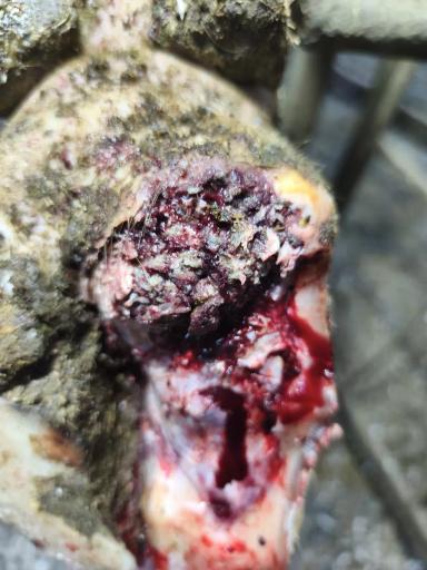 Здоровые копытца у крупного рогатого скота — основа здоровья животных.