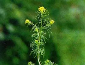 Дескурайния Софии