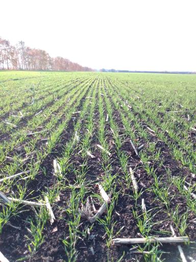 Влияние биопрепарата Альбит