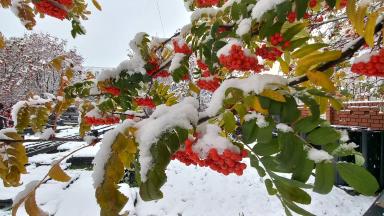 Первый снег в этом году таять не собирается, идет всю неделю...