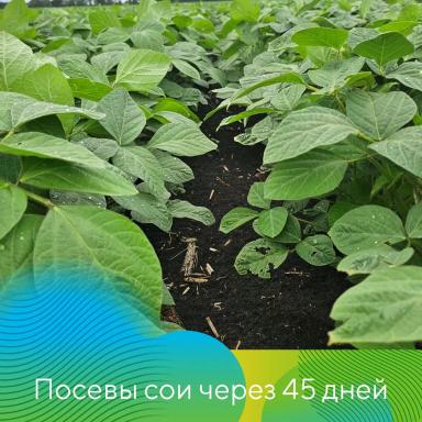 Соя без сорняков!