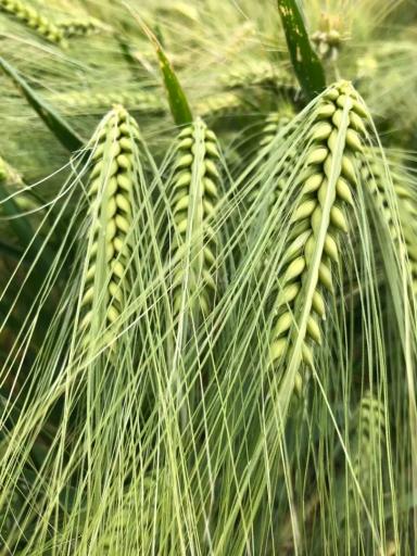 Озимый ячмень Калибр