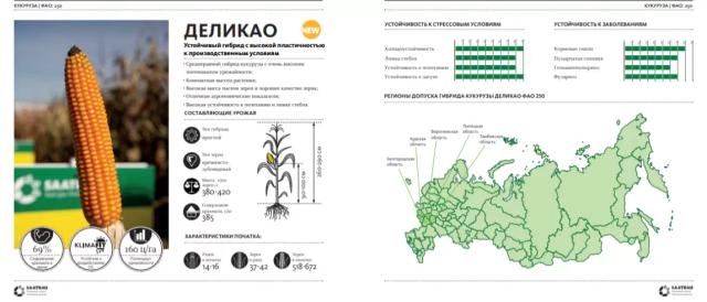 Деликао  - гибрид кукурузы (Zea mays L.).
