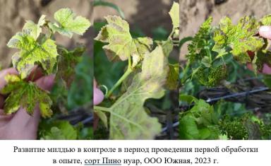 Эффективности фунгицидов против милдью винограда