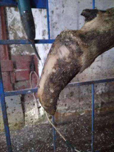 Нормальное стирание подошвы копытца КРС