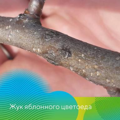 Обработки садов в ЦЧР