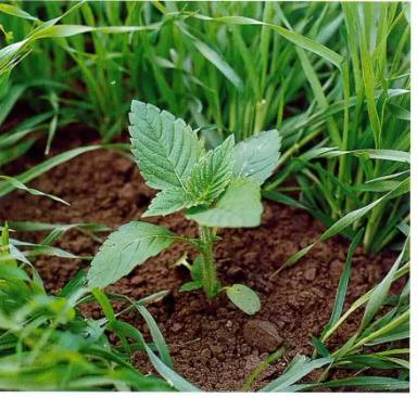 Пикульник обыкновенный