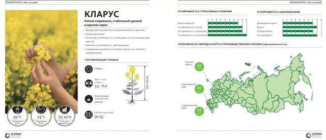 Кларус - гибрид рапса озимого (Brassica napus var. napus).