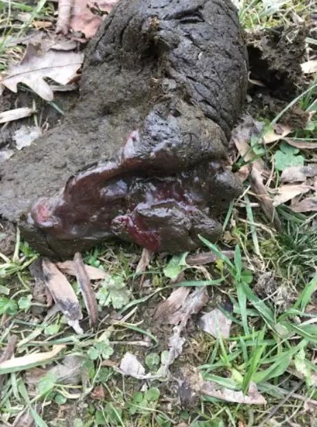 Вопросы из чатов: отчего у овцы кровь в навозе?