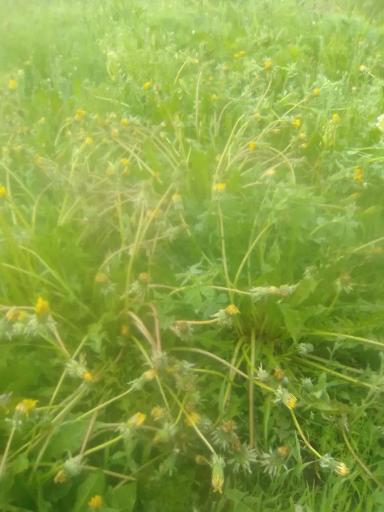 "Балерина" по росе, продолжение