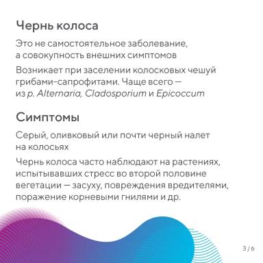 Чернь колоса зерновых культур – разбираем данное явление