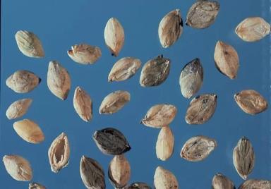 Щетинник сизый