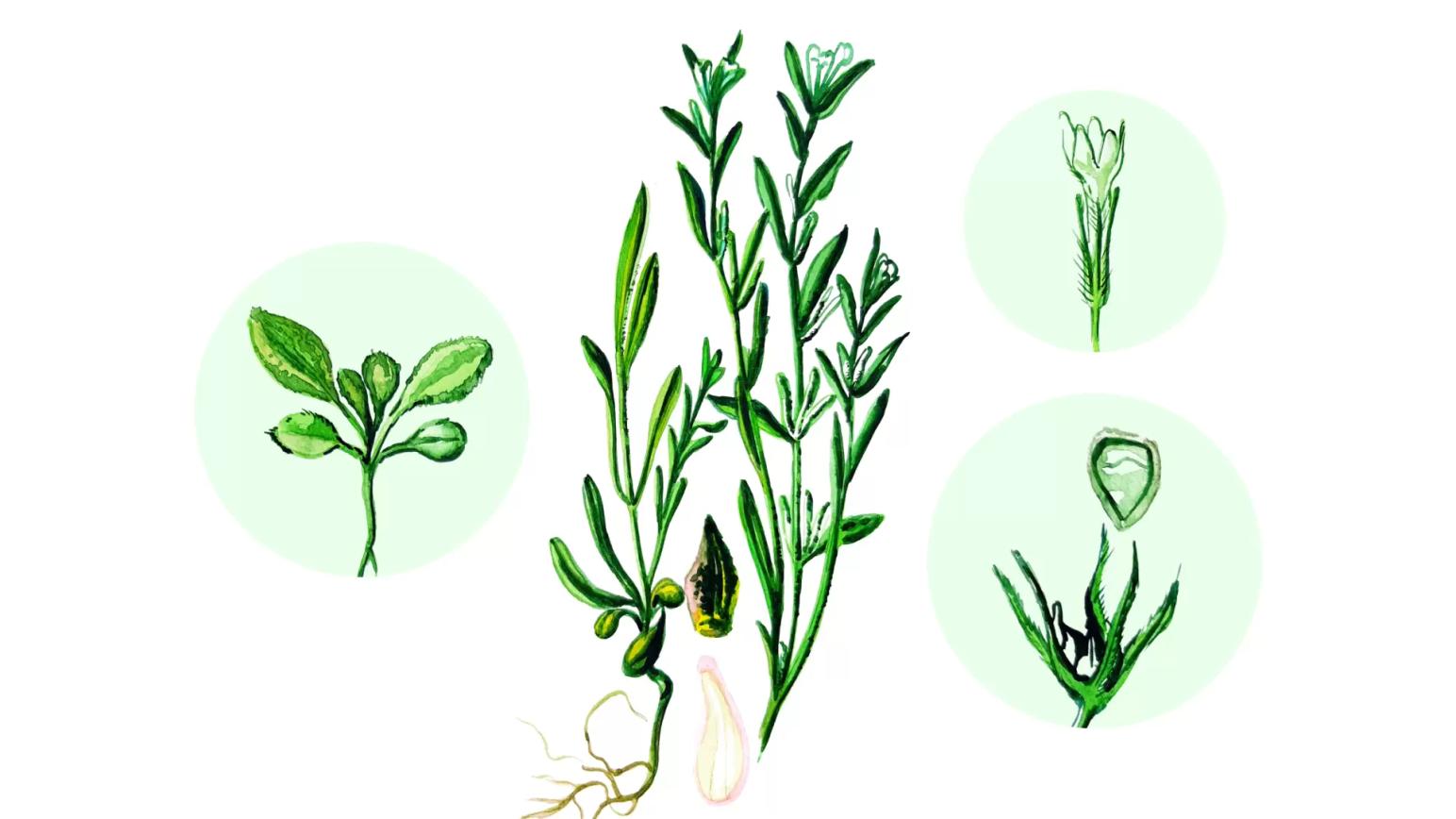 Воробейник полевой