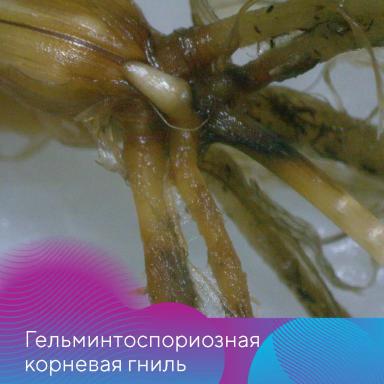 Меры борьбы с корневыми и прикорневыми гнилями на зерновых